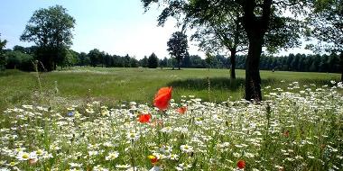 Wild flowers at Haslam Park Nature Reserve