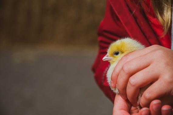 Child holding chick