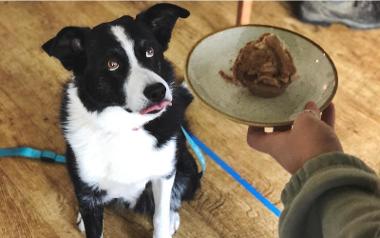 A black and white dog staring at a "Pupcake" from Town House Coffee