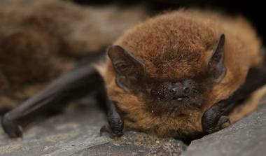 Common pipistrelle bat