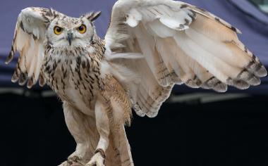 Owl with handler