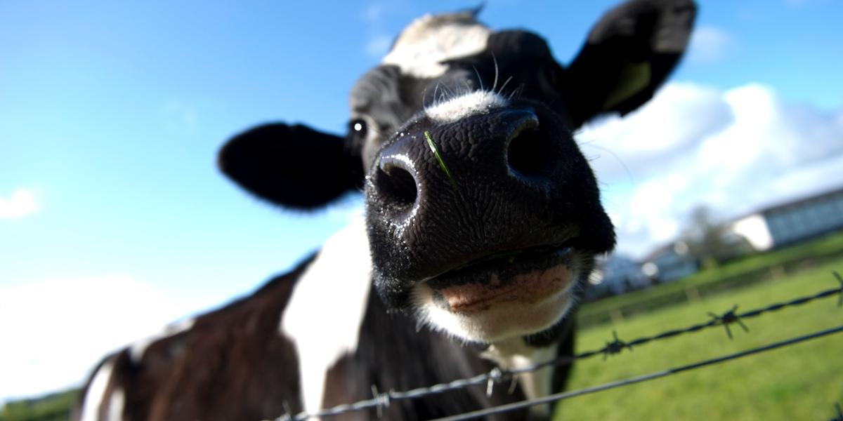 Cow looking into the camera, along Preston's Guild Wheel.