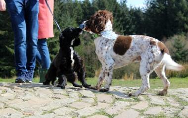 Two spaniel dogs greeting each other on the summit of Beacon Fell.