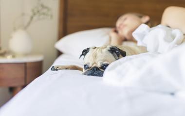 Dog laying in bed as owner sleeps.