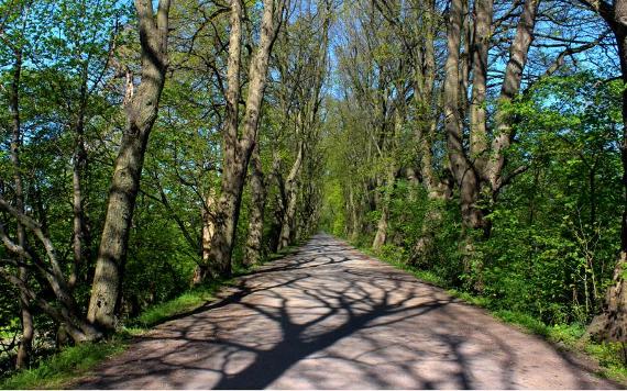 Tree-lined pathway connecting South Ribble with Avenham and Miller Parks via Old Tram Bridge.