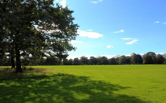 Moor Park green space and trees on a sunny day.