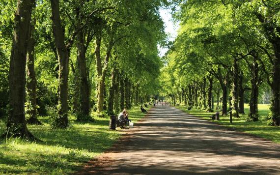 Haslam Park tree-lined path on sunny day.