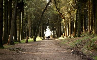 Group walking along path through woodland at Beacon Fell.