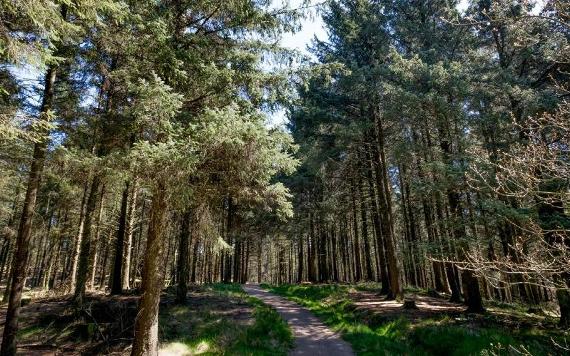 Path through woodland at Beacon Fell.