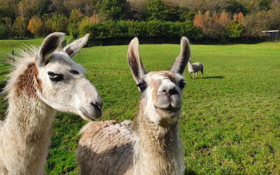 Two alpacas at Bowland Wild Boar Park.