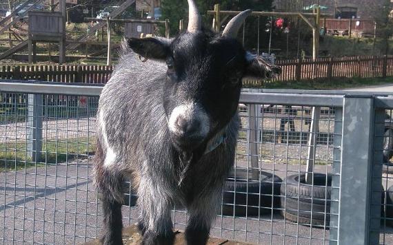 Goat stood on Bowland Wild Boar Park outdoor seating.