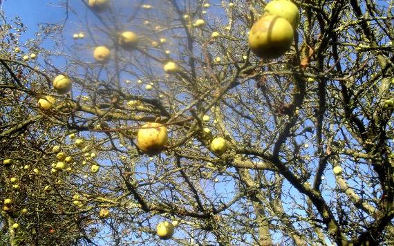 Apples on tree in Fishwick Nature Reserve's orchard.