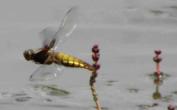 Close-up of dragonfly in flight over Fishwick pond.