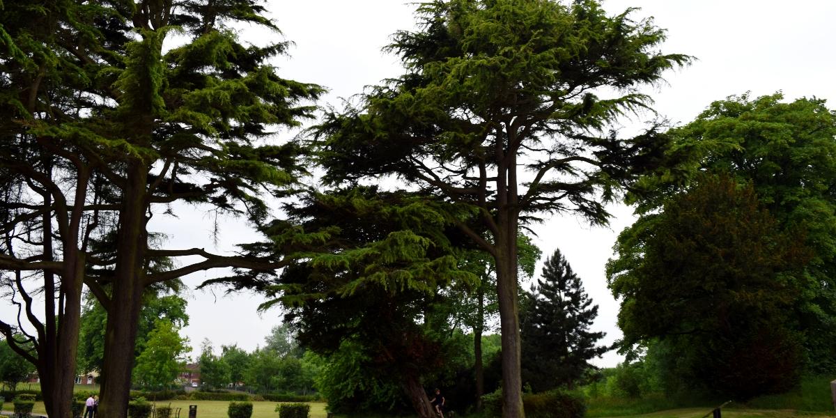 Trees in Grange Park near Grange Valley Nature Reserve.