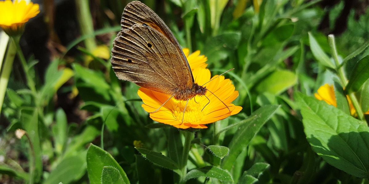 Butterfly on marigold flower.