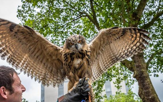 Owl with handler from Turbary Woods visiting Preston Flag Market.