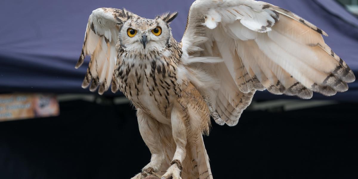 Owl with handler from Turbary Woods Sanctuary during a visit to Preston Flag Market.