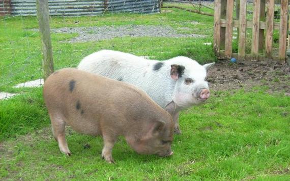 Two pigs in field at Smithy Farm.