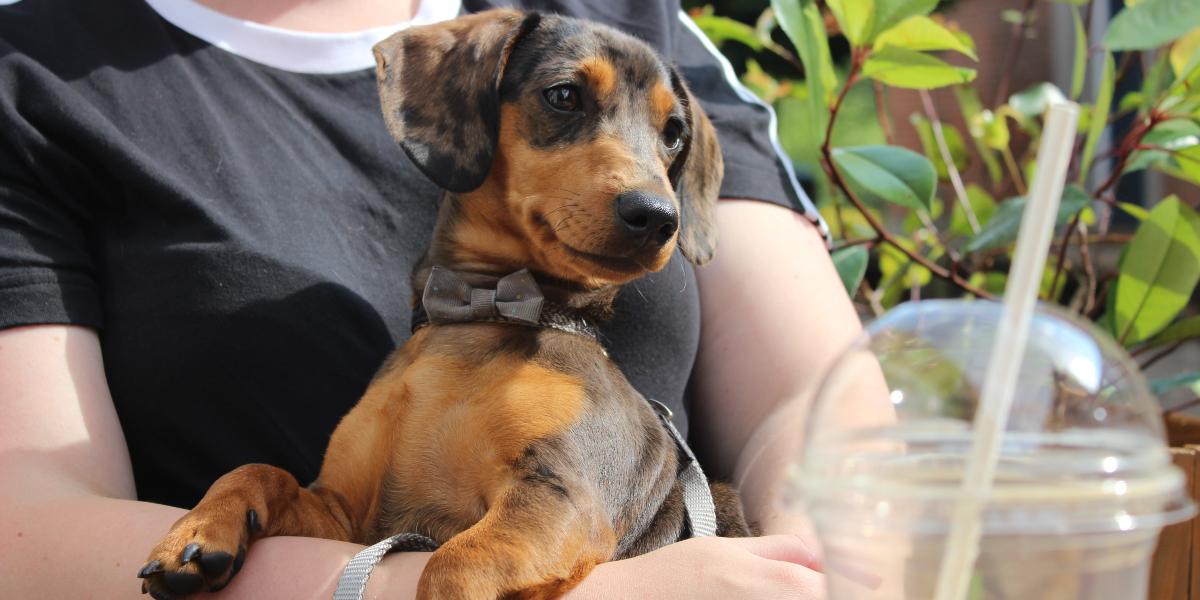 Sausage dog outside Cedarwood café in Preston.