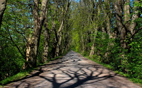 Tree-lined pathway across the River Ribble from Avenham Park.