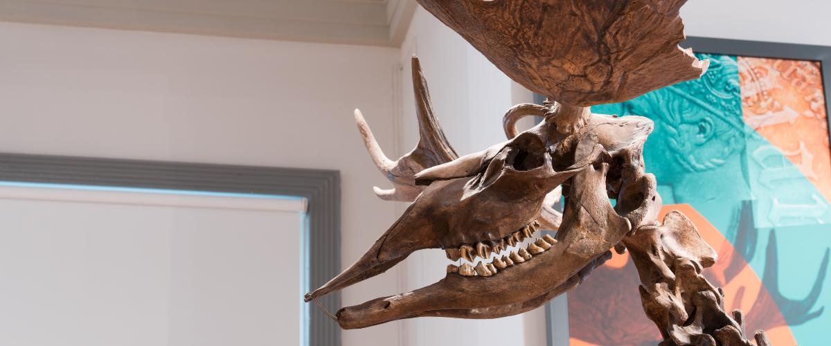 Close up of Poulton Elk skeleton.