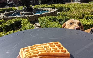 Dog peeking over table at waffles from Samlesbury Hall Wafflery.